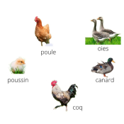 Fuzeau 78321 - Coffret de 5 appeaux Oiseaux de la basse-cour