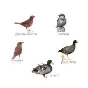 Fuzeau 658 - Coffret de 5 appeaux manuels - Oiseaux de nos campagnes