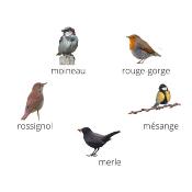 Fuzeau 78321 - Coffret de 5 appeaux Oiseaux de la basse-cour